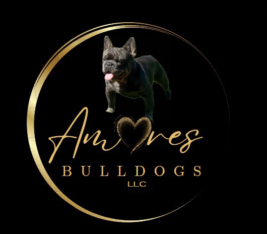 AMORES BULLDOGS